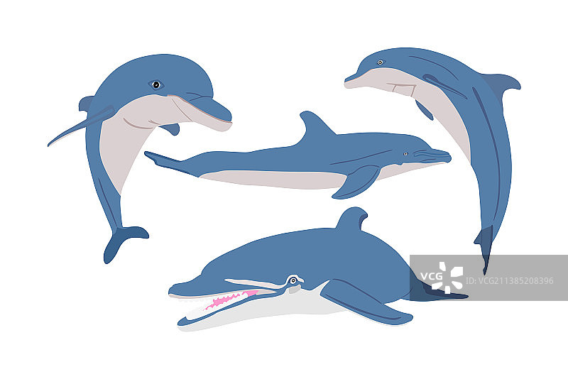 海豚被隔离在白色图片素材