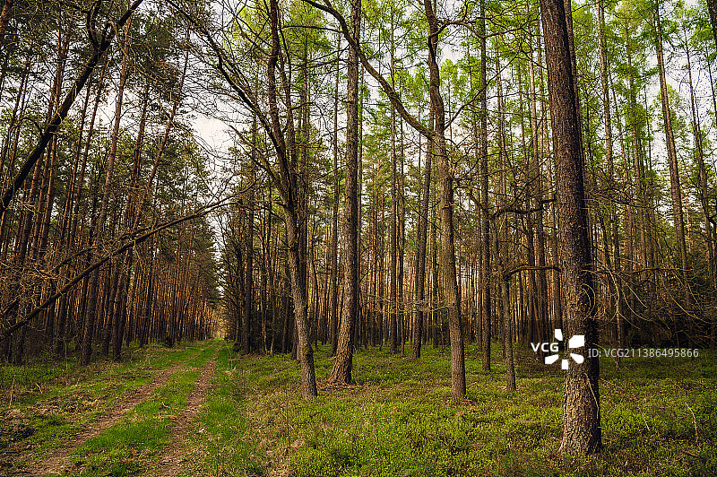 波兰波尼亚托维兹，森林中的树木图片素材