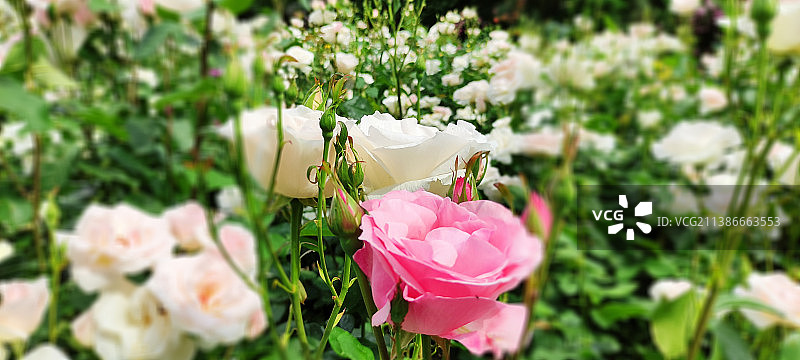 粉红色玫瑰的特写图片素材