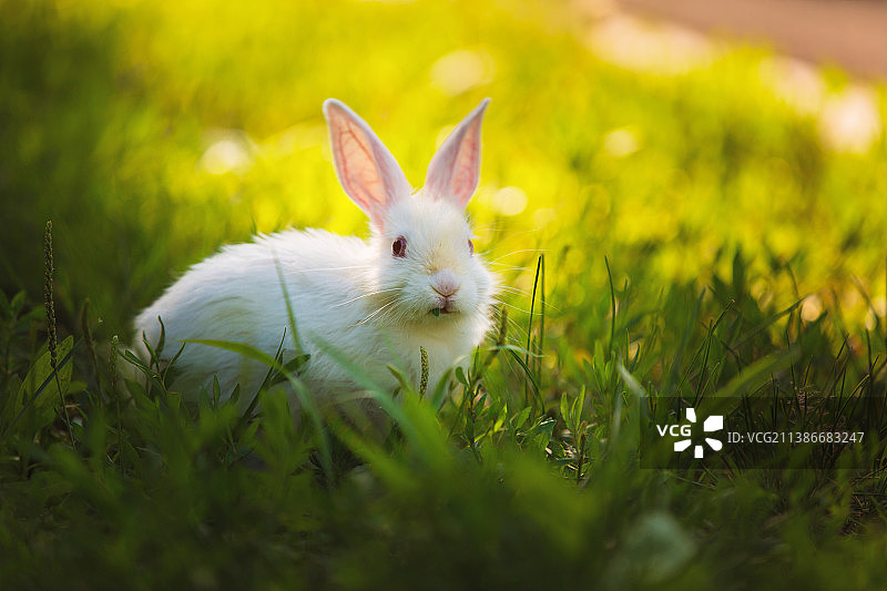 草丛中的小白兔图片素材