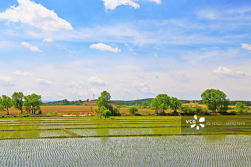 春天吉林省农村插完秧的稻田图片素材