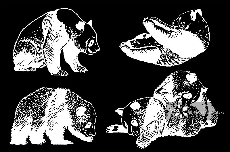 一组大熊猫在黑色背景上刻划图片素材