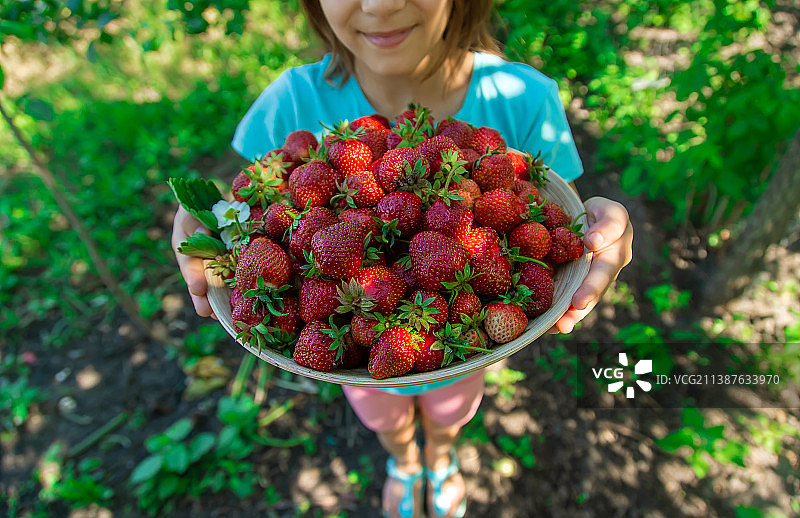 一个孩子在花园里收获草莓图片素材