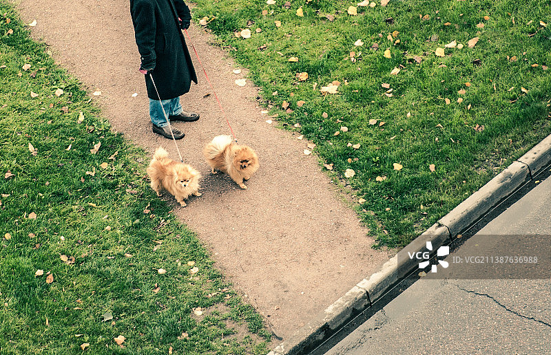 一个矮矮的男人和狗站在人行道上图片素材