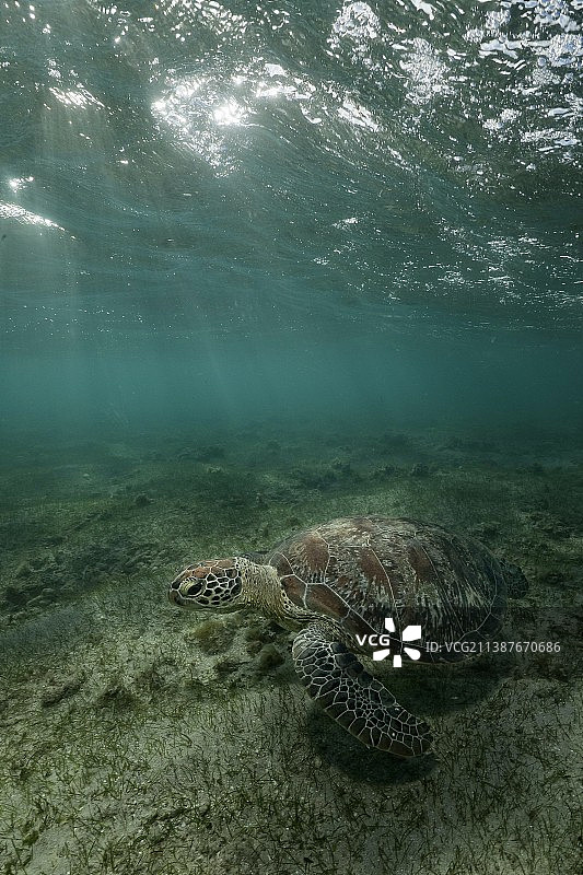 海绿海龟在海中游泳的特写，马约特图片素材