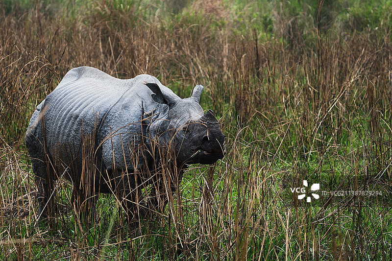 印度卡济兰加国家公园，白犀牛站在草地上的侧面视图图片素材