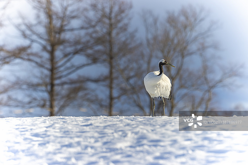 日本，雪原上的丹顶鹤图片素材