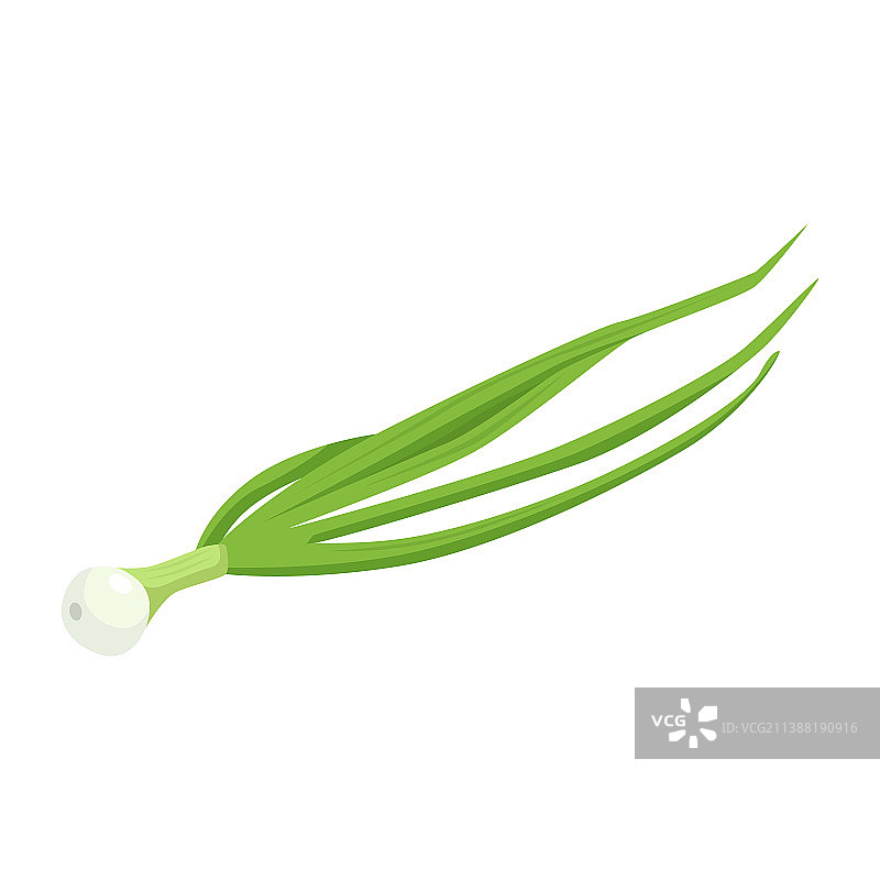 韭菜的扁平，在白色背景上离生图片素材