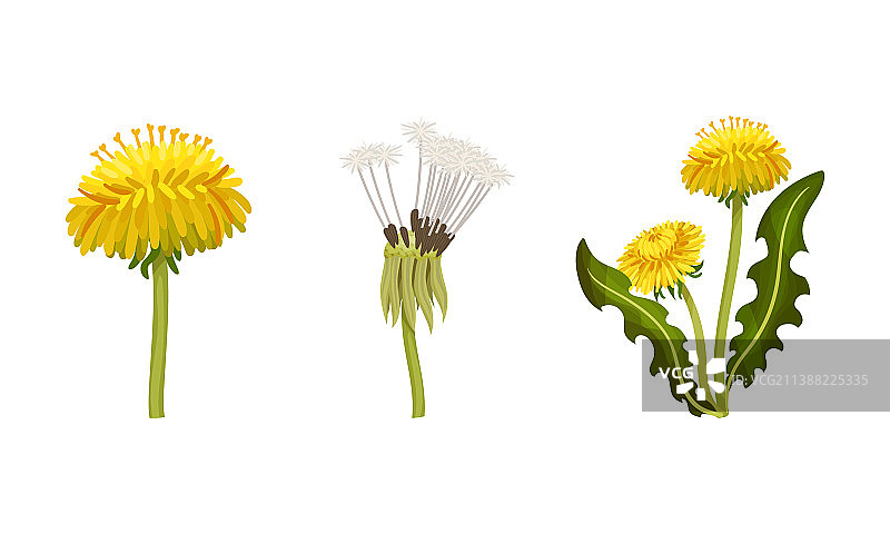 蒲公英植物的茎叶和花朵固定图片素材