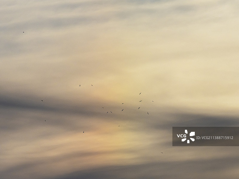 普通雨燕在彩虹彩云前飞行在安布尔赛德，湖区，英国。图片素材