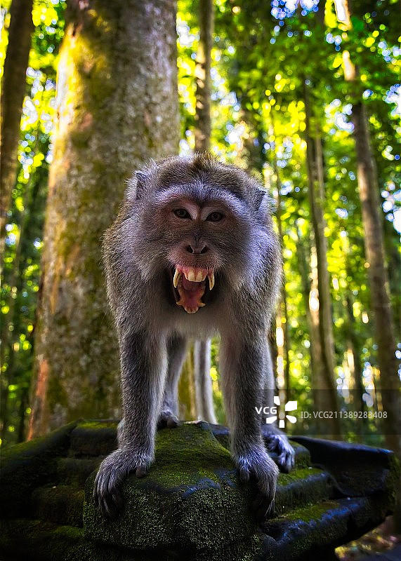 肖像猕猴坐在树干在森林，桑吉猴森林，印度尼西亚图片素材