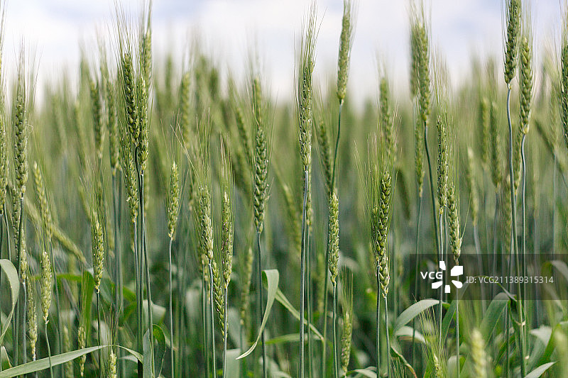 俄罗斯田野上小麦生长的特写图片素材