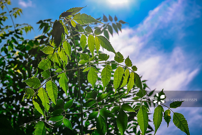 低角度的树叶对天空的看法，拉瓦尔品第，旁遮普，巴基斯坦图片素材