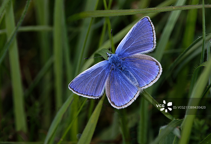 特写的蝴蝶在紫色的花，伊斯特本，英国，英国图片素材