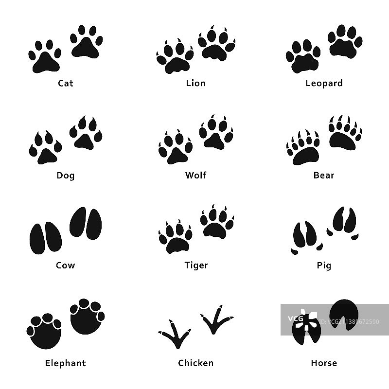 动物的脚印和爪印各不相同图片素材