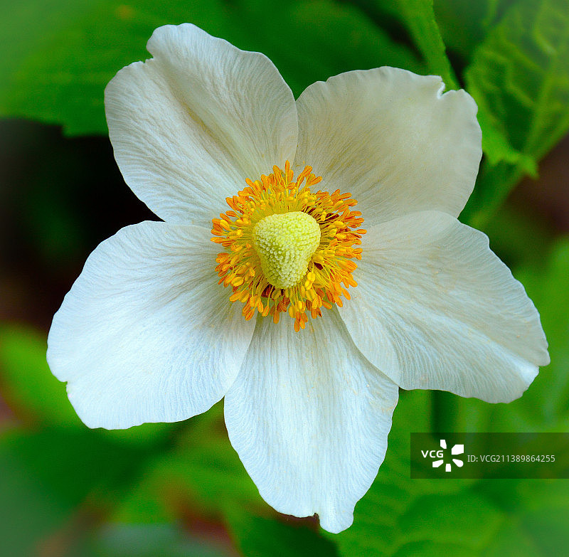 白色罂粟花，有黄色的心形。产自加拿大安大略省图片素材