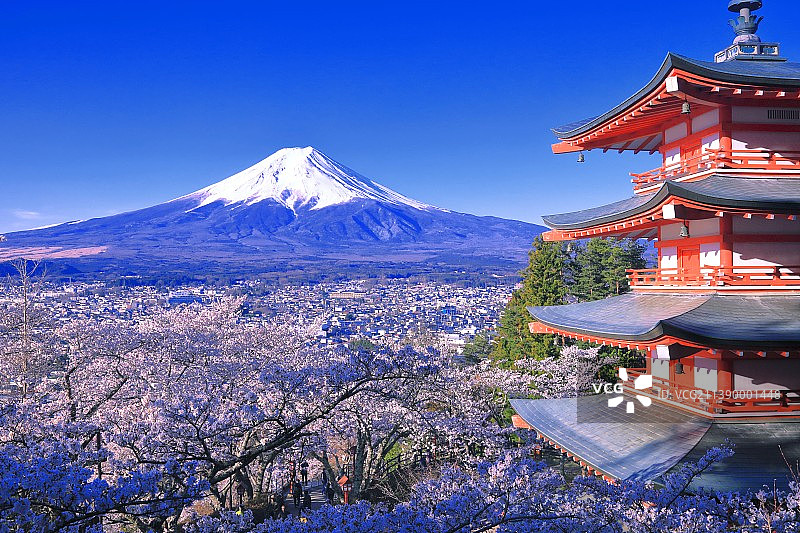 日本的富士山和樱花图片素材