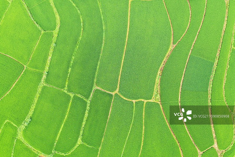 一块块绿色的稻田图片素材