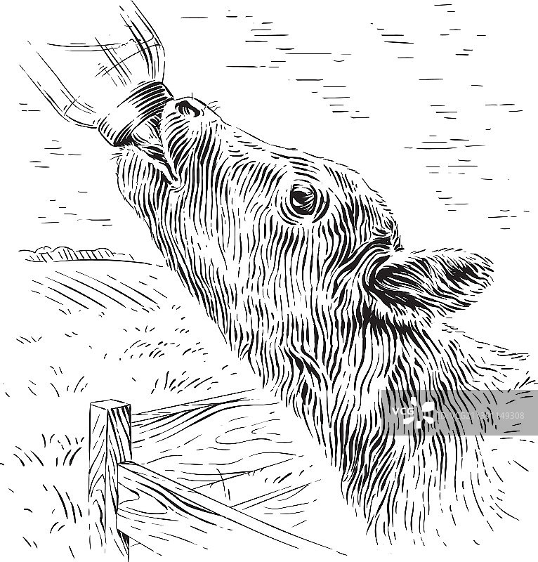 小牛喝从一个瓶子素描版画图片素材