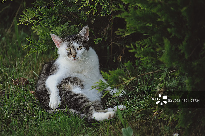 坐在草地上的猫的肖像，德国图片素材