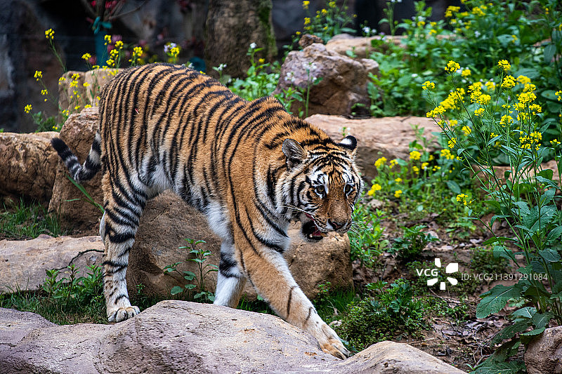 江苏南京红山森林动物园中展出的孟加拉虎图片素材