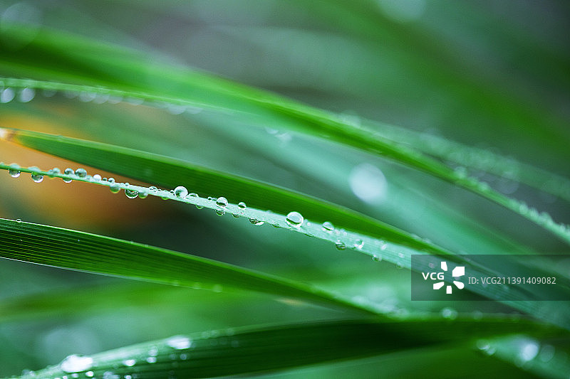 一串串的雨滴落在翠绿刀刃草上图片素材