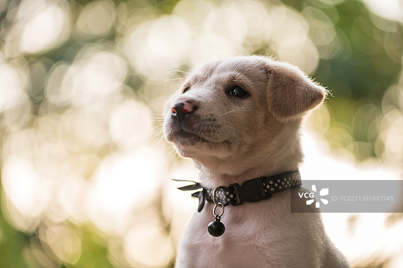 拉布拉多小狗的肖像与夕阳叶光散景，曼谷，泰国图片素材