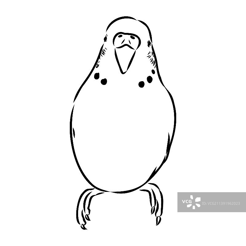 一只可爱的鹦鹉坐在栖木上供设计图片素材