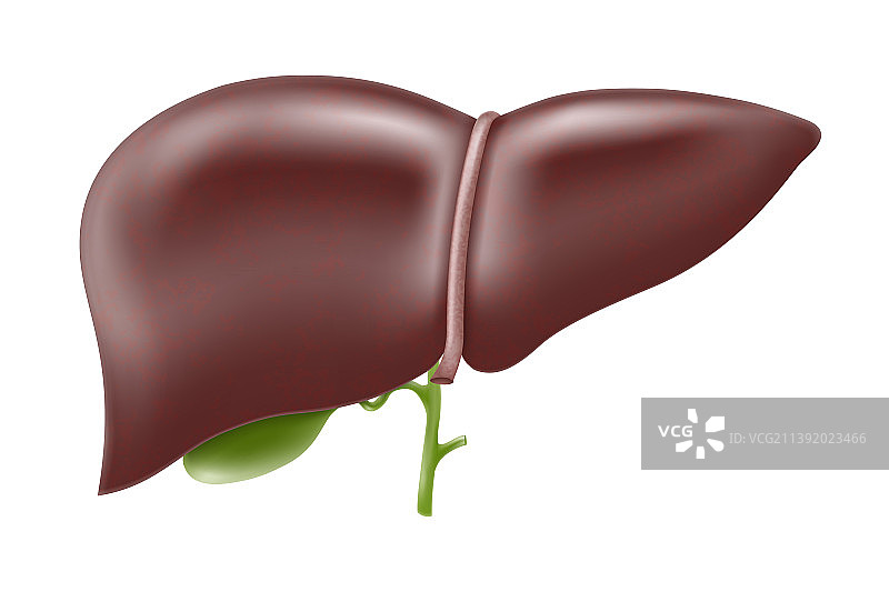 逼真的肝脏解剖结构和肝脏系统图片素材