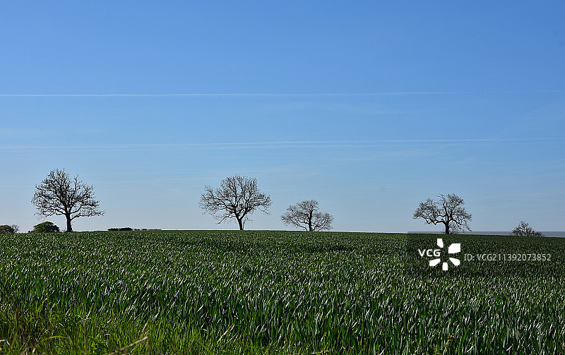 绿色的农田和田野，地平线上有树木图片素材