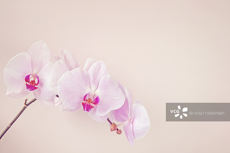 粉色花卉背景与兰花，复制空间图片素材