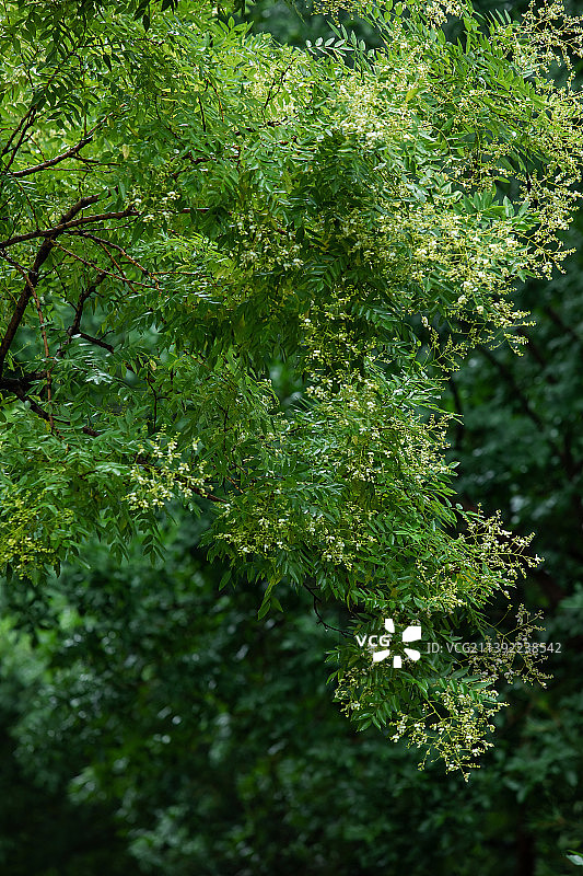 雨后清新的绿树树冠图片素材