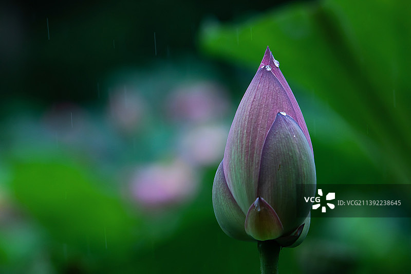 一朵荷花花苞上的雨滴特写图片素材