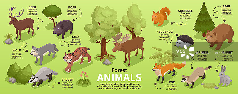森林动物等距信息图图片素材