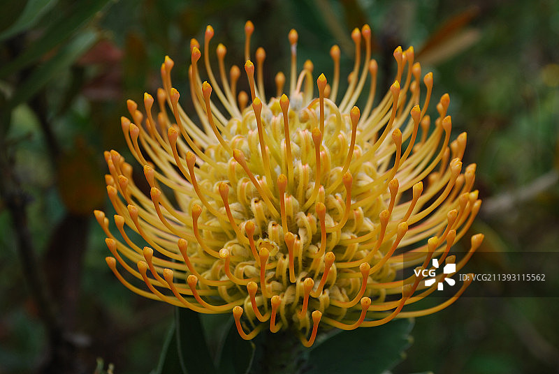 华丽的金色Protea花在热带花园开花图片素材