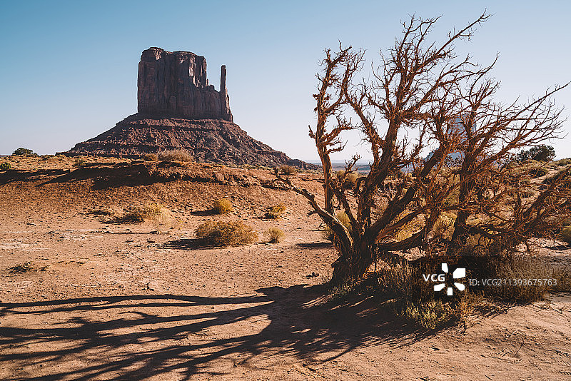 一种多刺的树，生长在干旱的红色沙地上，亚利桑那州，美国图片素材