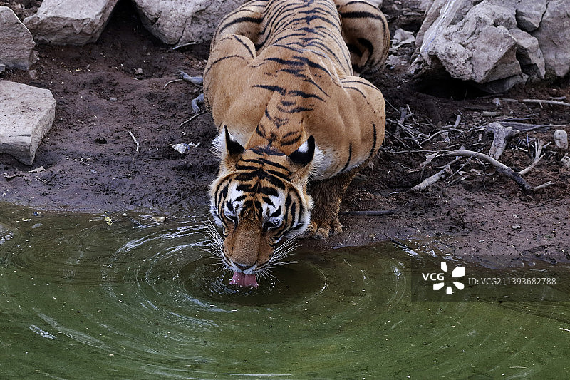 老虎饮水的高角度视角，Ranthambore国家公园，拉贾斯坦邦，印度图片素材