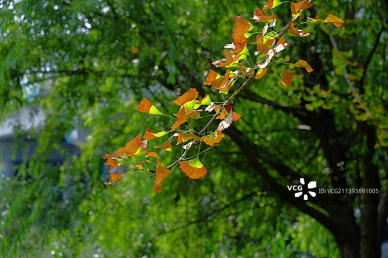 树上橙色叶子的特写，中国图片素材