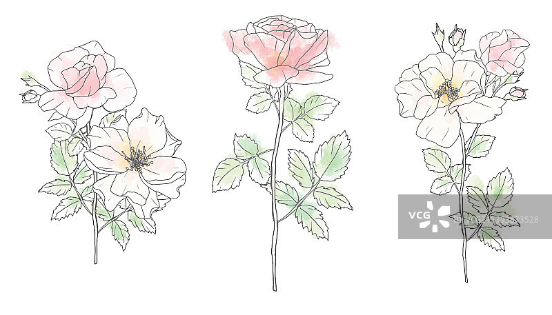 松散的水彩涂鸦线条艺术玫瑰花图片素材