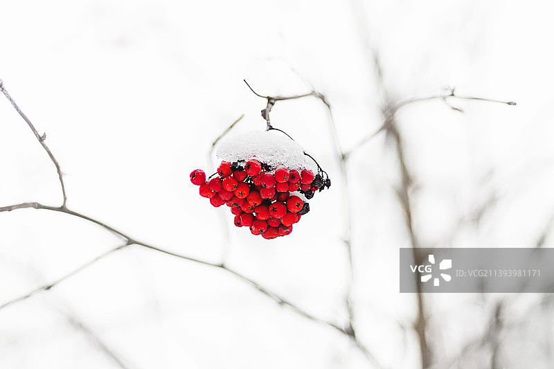树枝上红色浆果的特写图片素材