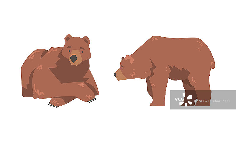 棕熊为大型野生陆生食肉动物图片素材