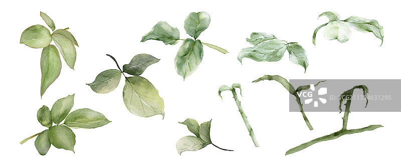 绿色的玫瑰水彩叶孤立在白色图片素材