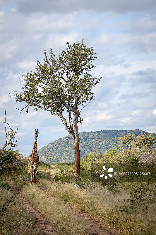 鹿站在田野上对着天空的侧面视图，马迪克韦狩猎保护区，西北省，南非图片素材