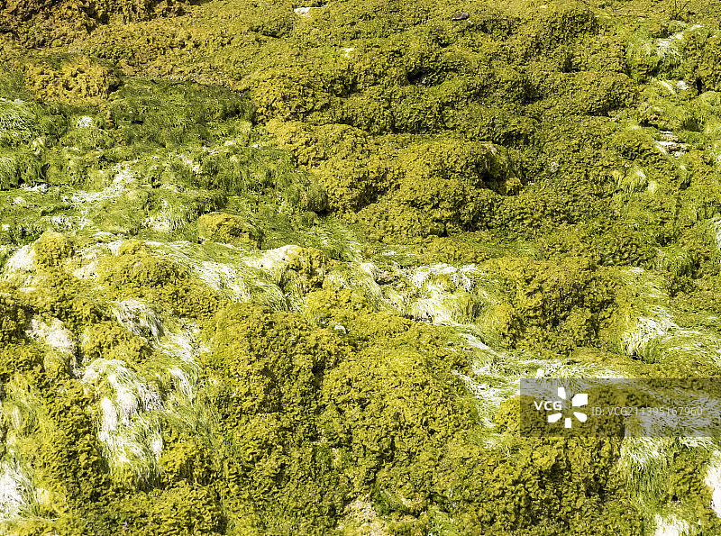 藻类覆盖了英国苏格兰设得兰群岛圣尼安岛上的岩石。图片素材