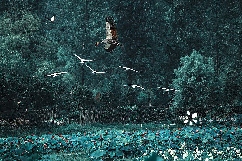 池杉湖荷塘上空飞翔的鹤+安徽滁州图片素材
