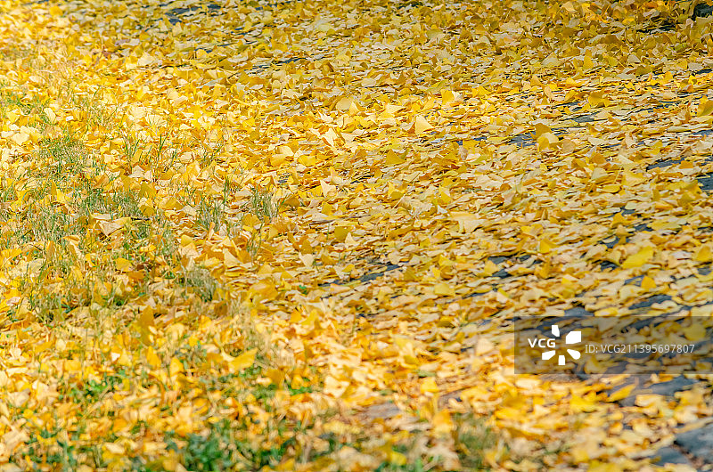 中国山东省泰安市泰山区，草地上落下橙色和黄色的一片银杏树树叶子，户外白昼无人图像摄影图片素材