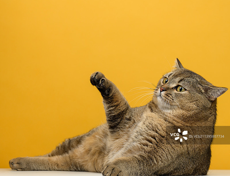 成年灰猫苏格兰直躺在黄色的背景图片素材