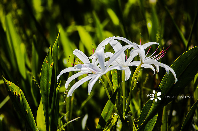 田野上白色开花植物的特写图片素材