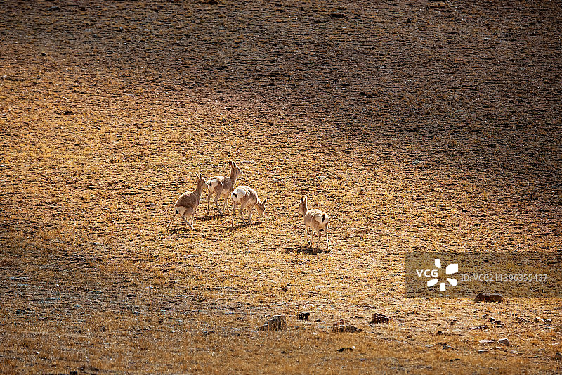 可可西里的藏羚羊图片素材