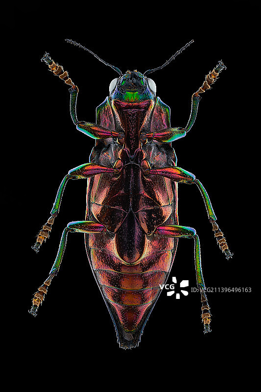 黑色背景下的卡利皮加吉丁虫标本图片素材
